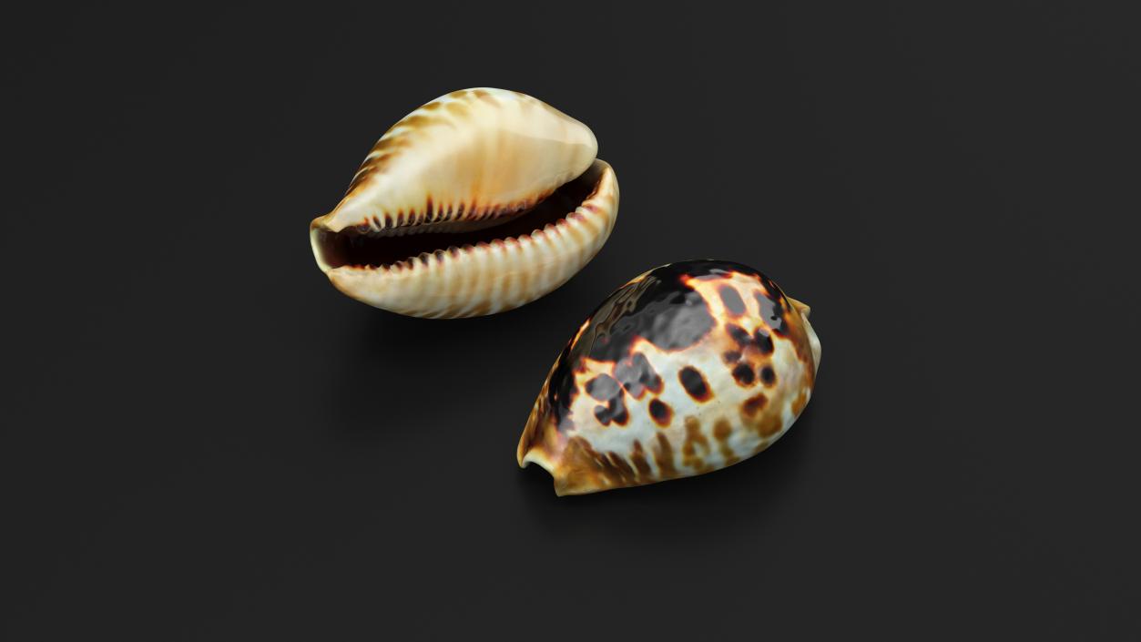 3D Sea Shell Cypraea Mus