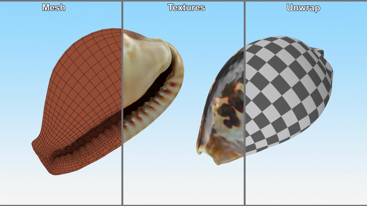 3D Sea Shell Cypraea Mus