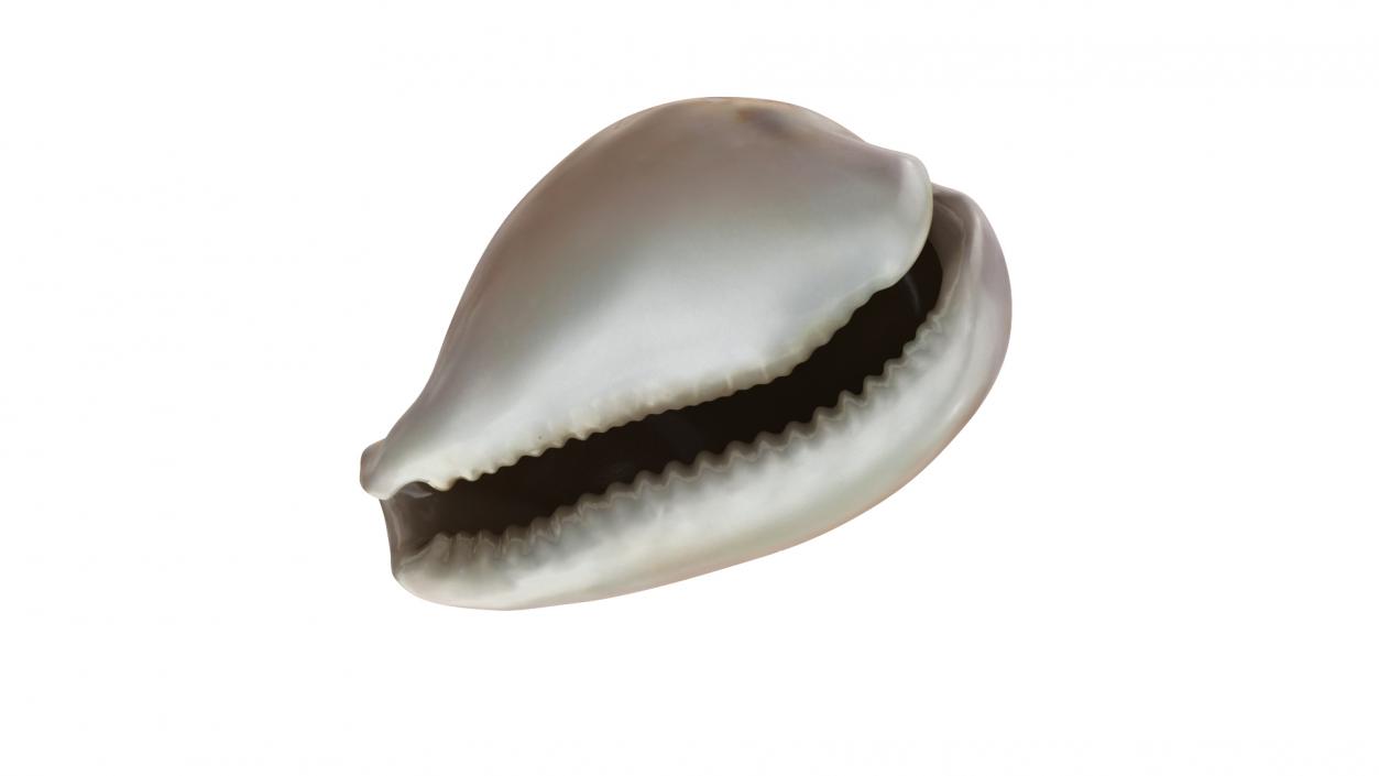 3D Sea Shell Cypraea Mus