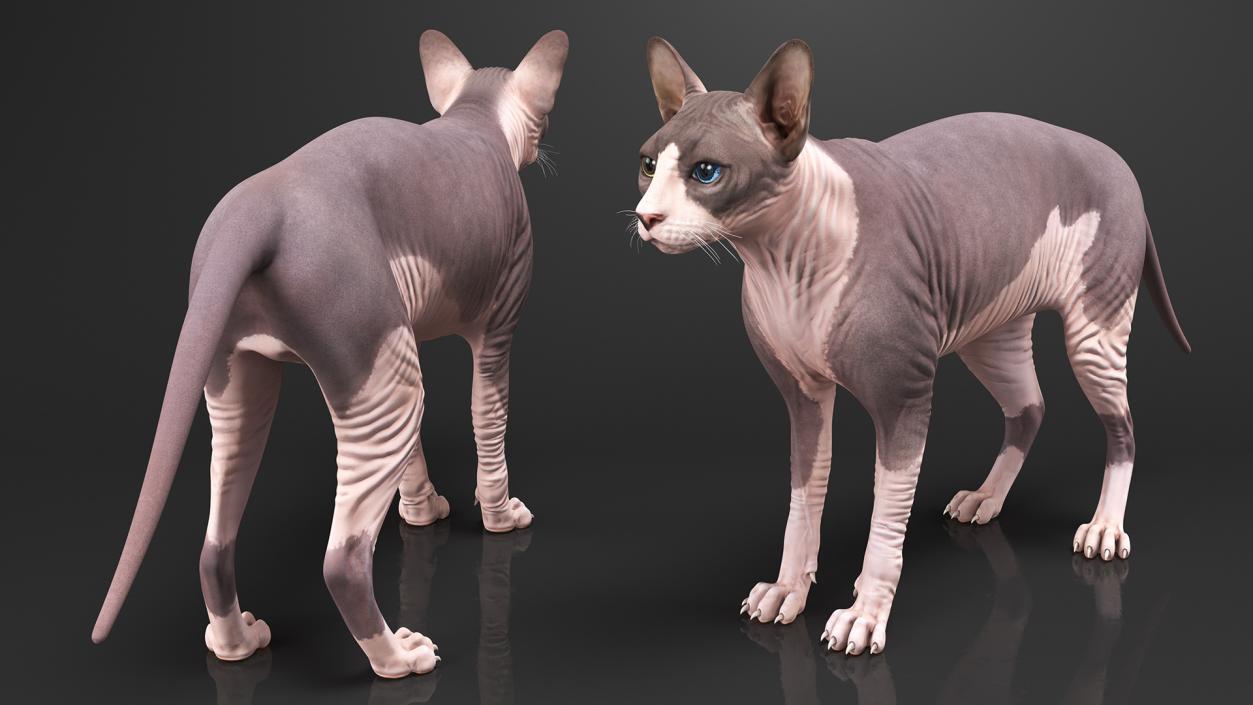 3D Rigged Sphynx Cat with Cat Scratching Post Collection model