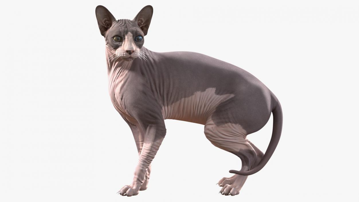 3D Rigged Sphynx Cat with Cat Scratching Post Collection model