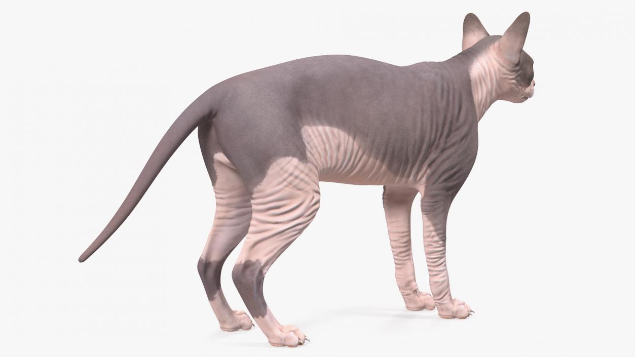 3D Rigged Sphynx Cat with Cat Scratching Post Collection model