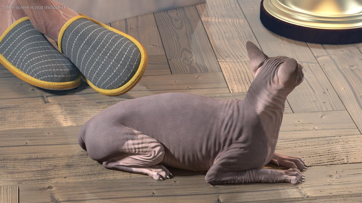 3D Rigged Sphynx Cat with Cat Scratching Post Collection model