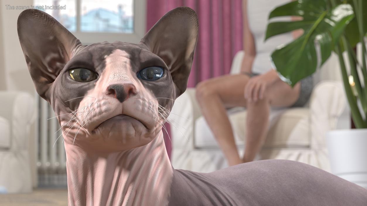 3D Rigged Sphynx Cat with Cat Scratching Post Collection model