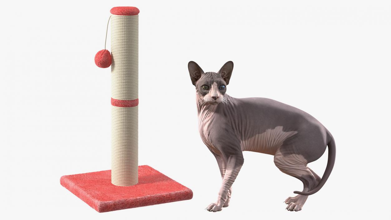 3D Rigged Sphynx Cat with Cat Scratching Post Collection model