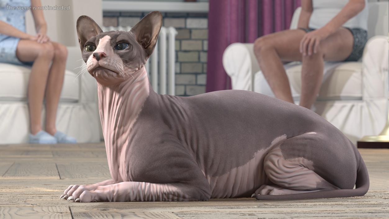 3D Rigged Sphynx Cat with Cat Scratching Post Collection model