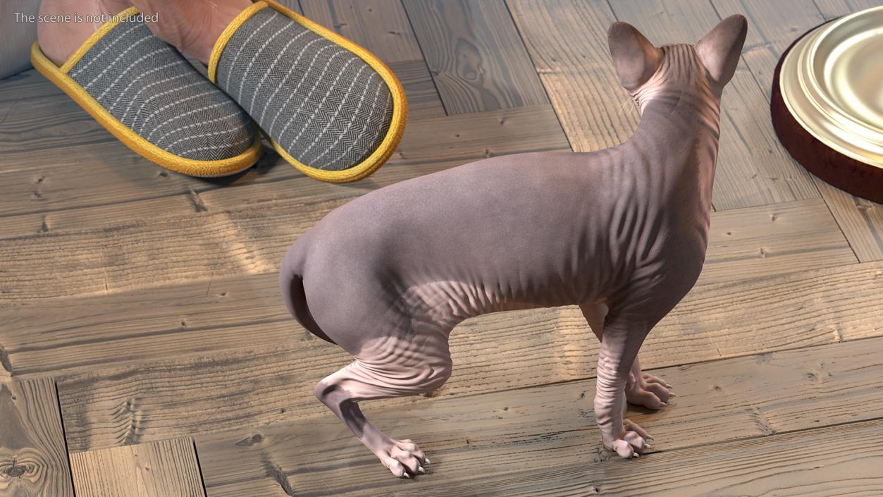 3D Rigged Sphynx Cat with Cat Scratching Post Collection model