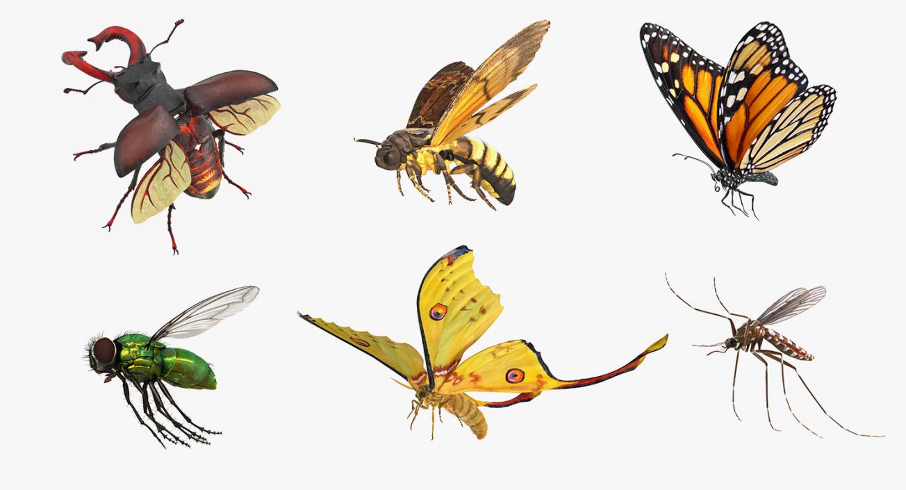 3D model Flying Insects Collection