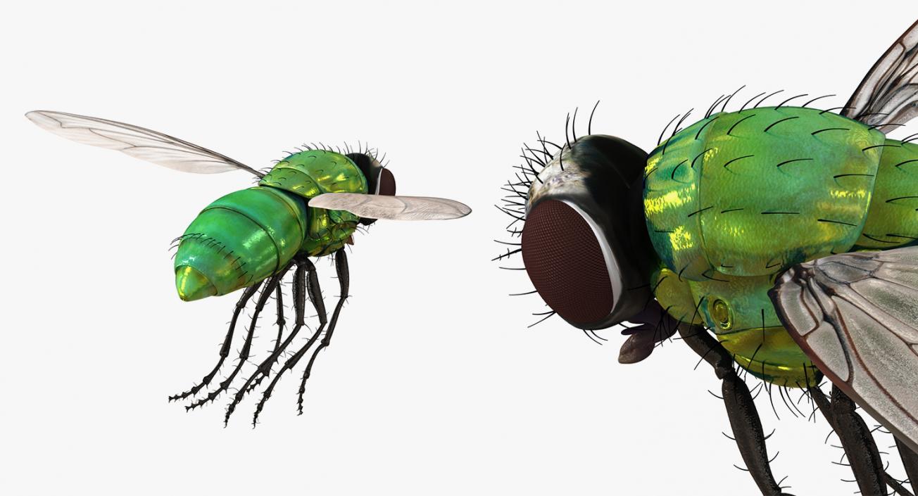 3D model Flying Insects Collection