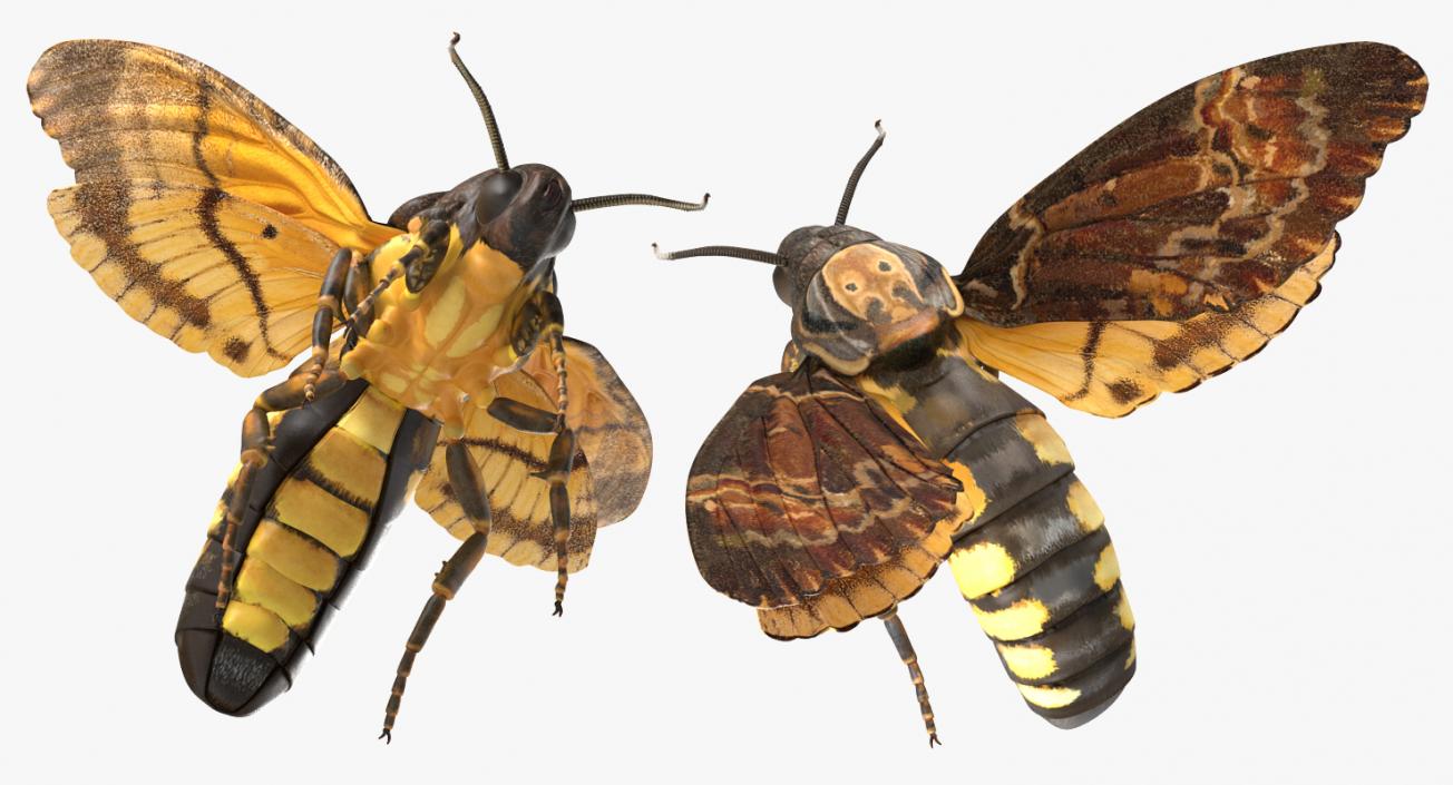 3D model Flying Insects Collection