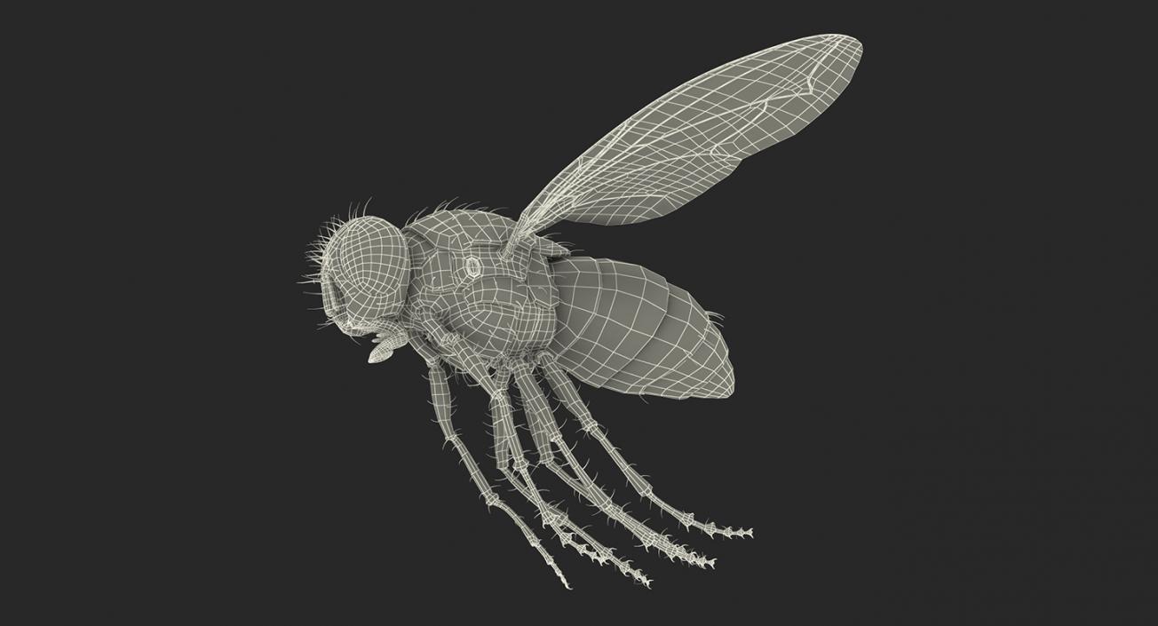 3D model Flying Insects Collection