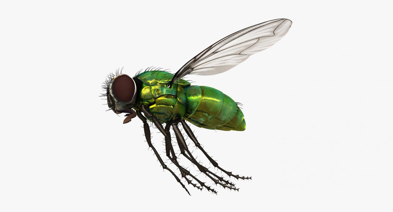 3D model Flying Insects Collection