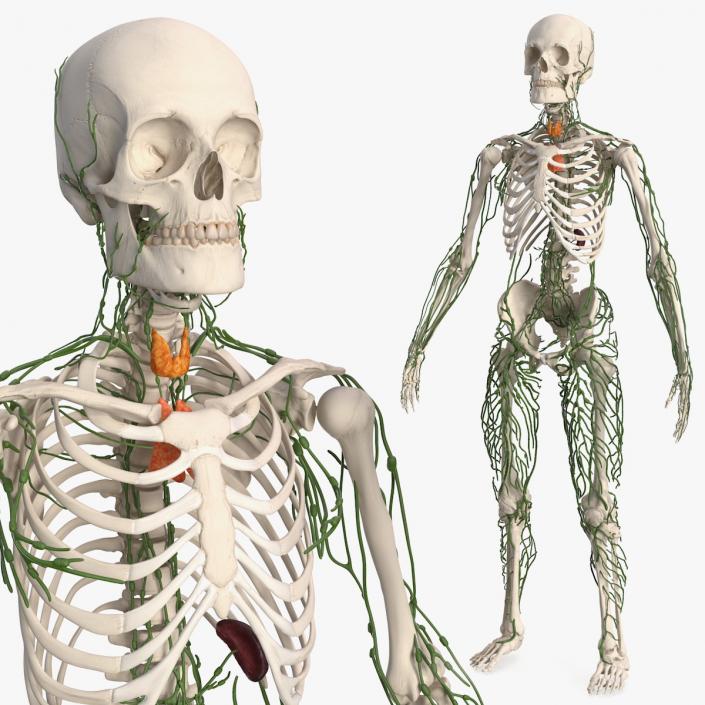 Male Skeleton and Lymphatic System 3D model