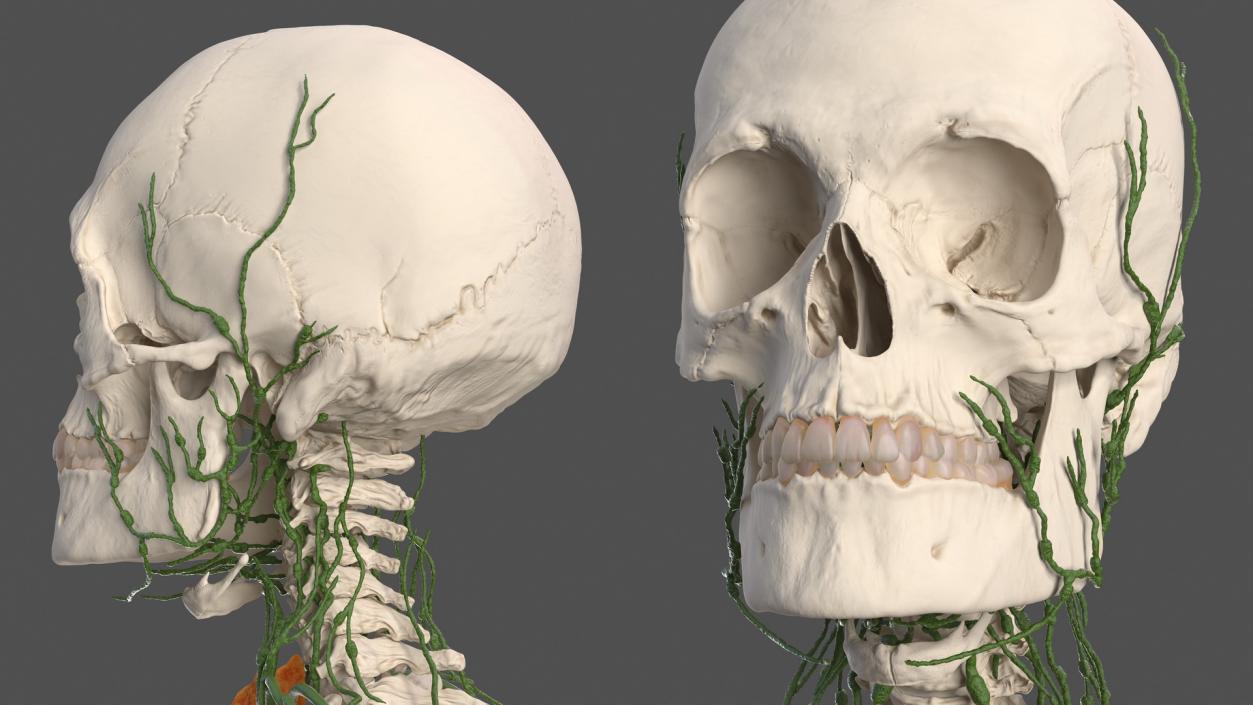 Male Skeleton and Lymphatic System 3D model