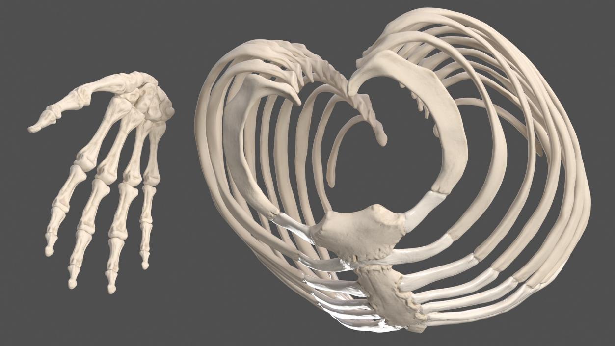 Male Skeleton and Lymphatic System 3D model