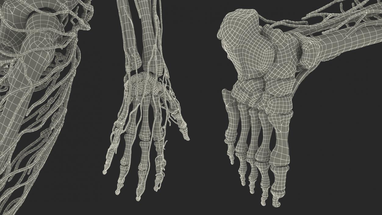 Male Skeleton and Lymphatic System 3D model