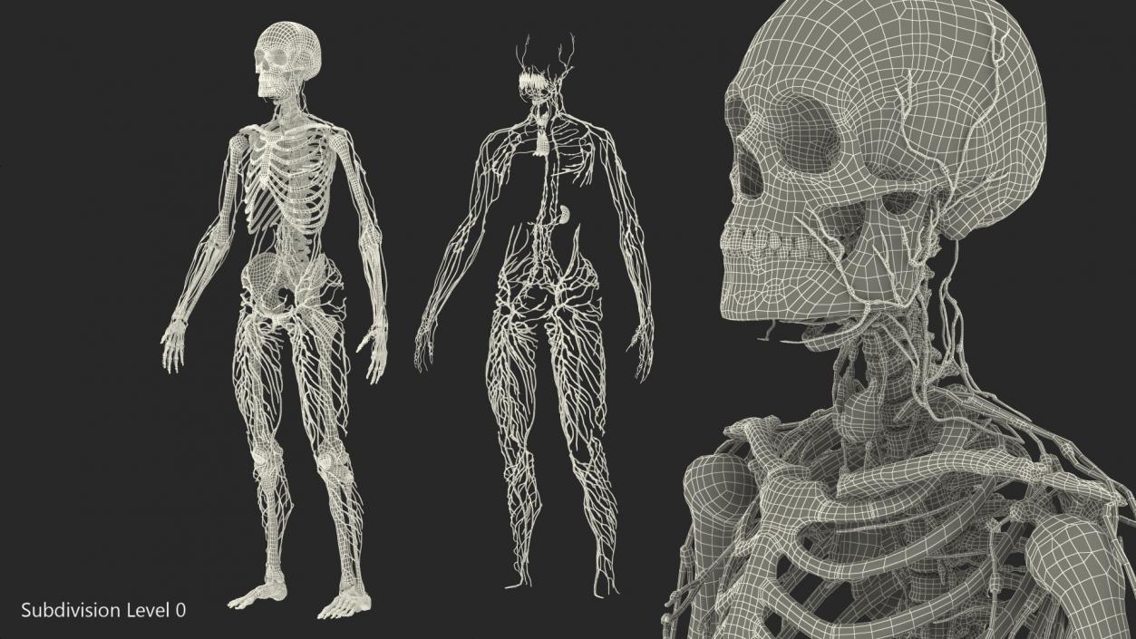 Male Skeleton and Lymphatic System 3D model