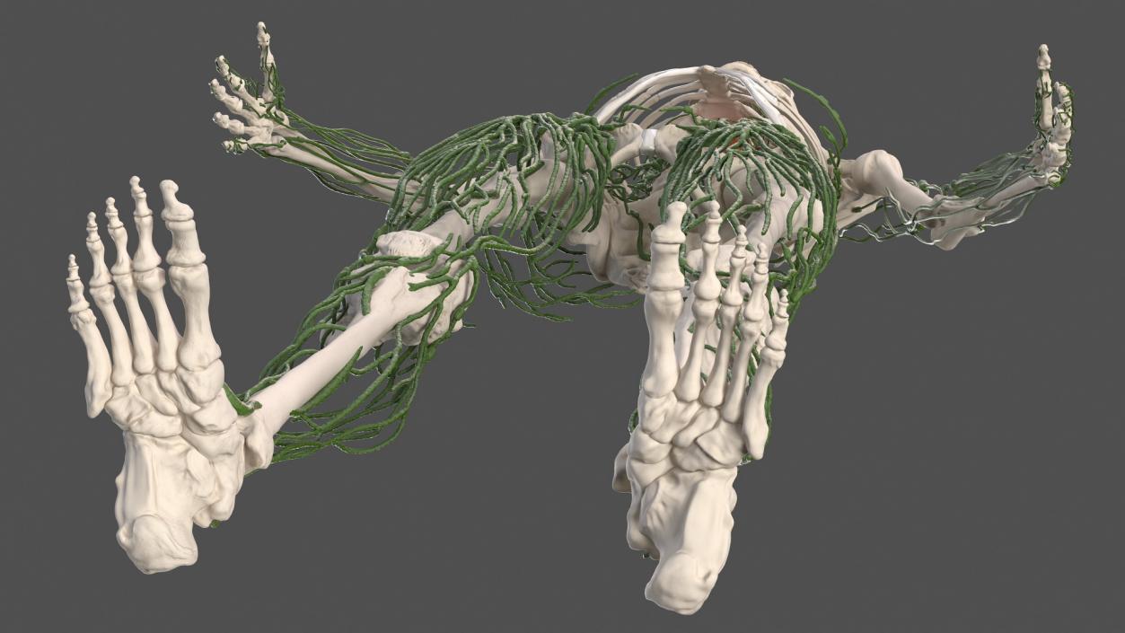 Male Skeleton and Lymphatic System 3D model