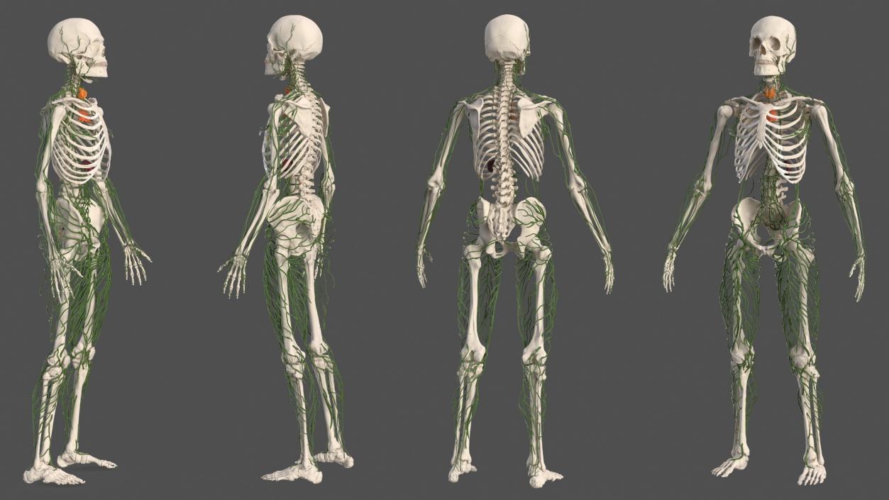 Male Skeleton and Lymphatic System 3D model