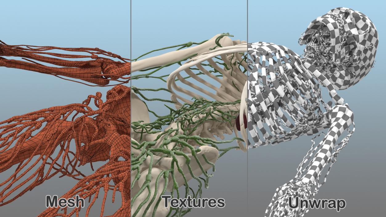 Male Skeleton and Lymphatic System 3D model