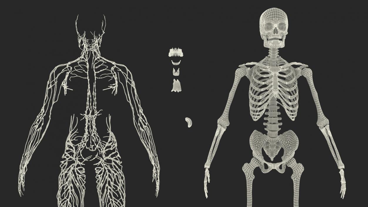 Male Skeleton and Lymphatic System 3D model