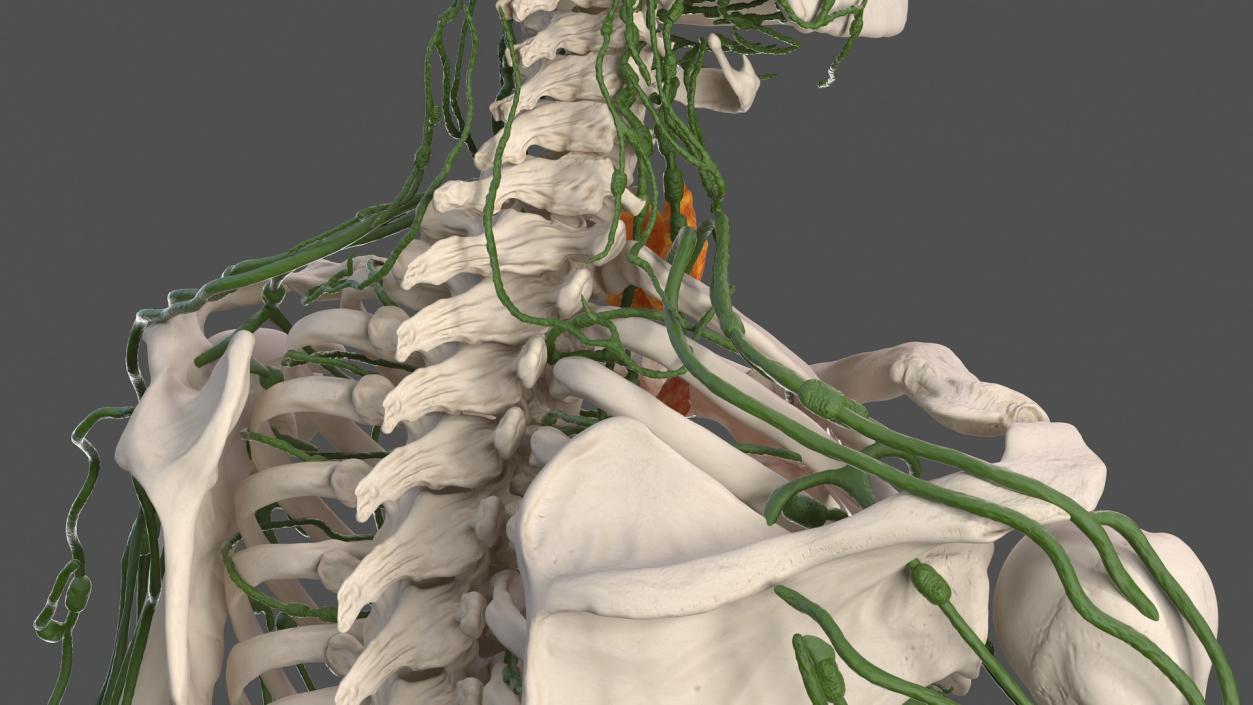 Male Skeleton and Lymphatic System 3D model