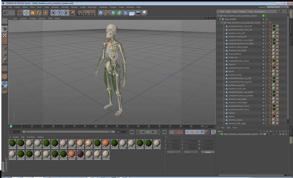 Male Skeleton and Lymphatic System 3D model