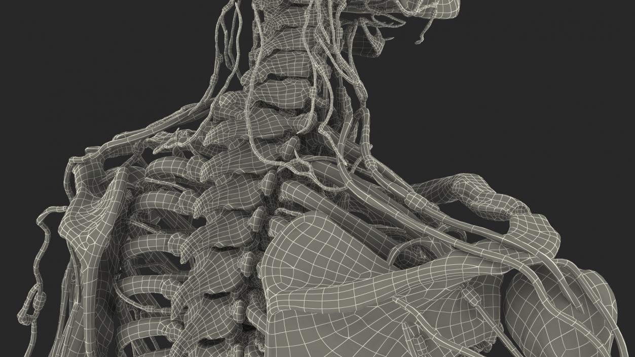 Male Skeleton and Lymphatic System 3D model