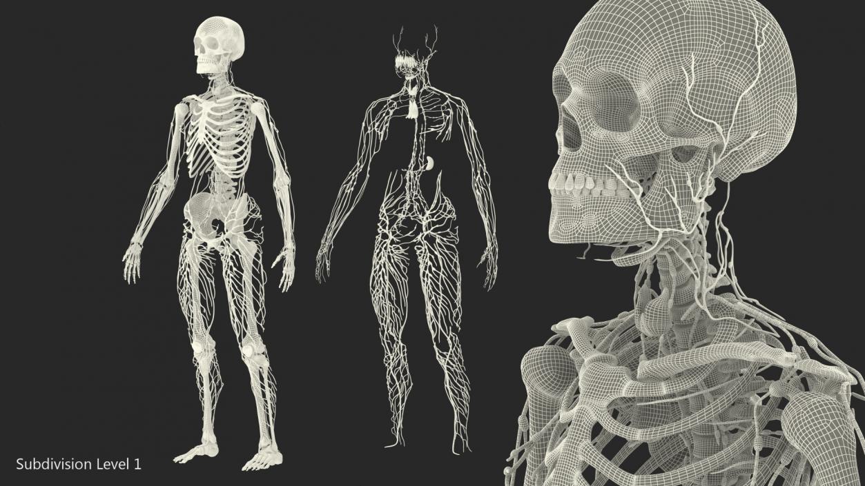 Male Skeleton and Lymphatic System 3D model