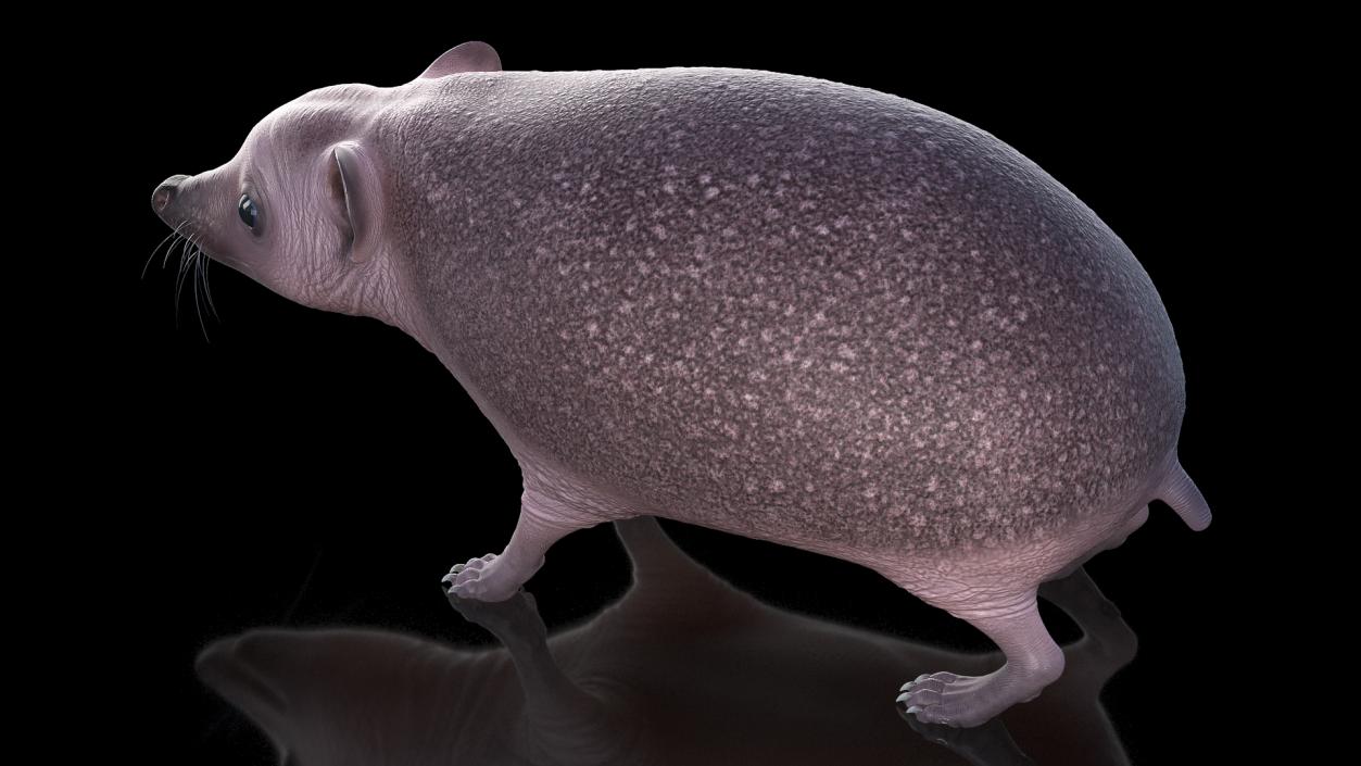 3D Bald Hedgehog model