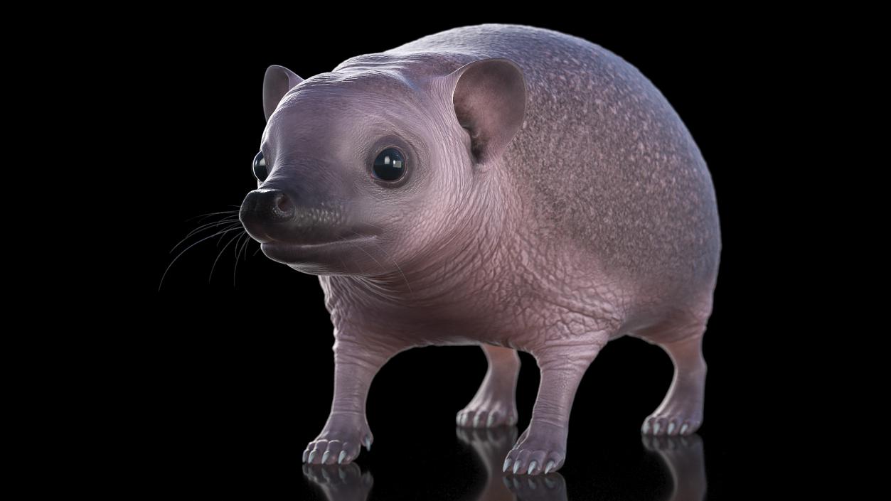 3D Bald Hedgehog model