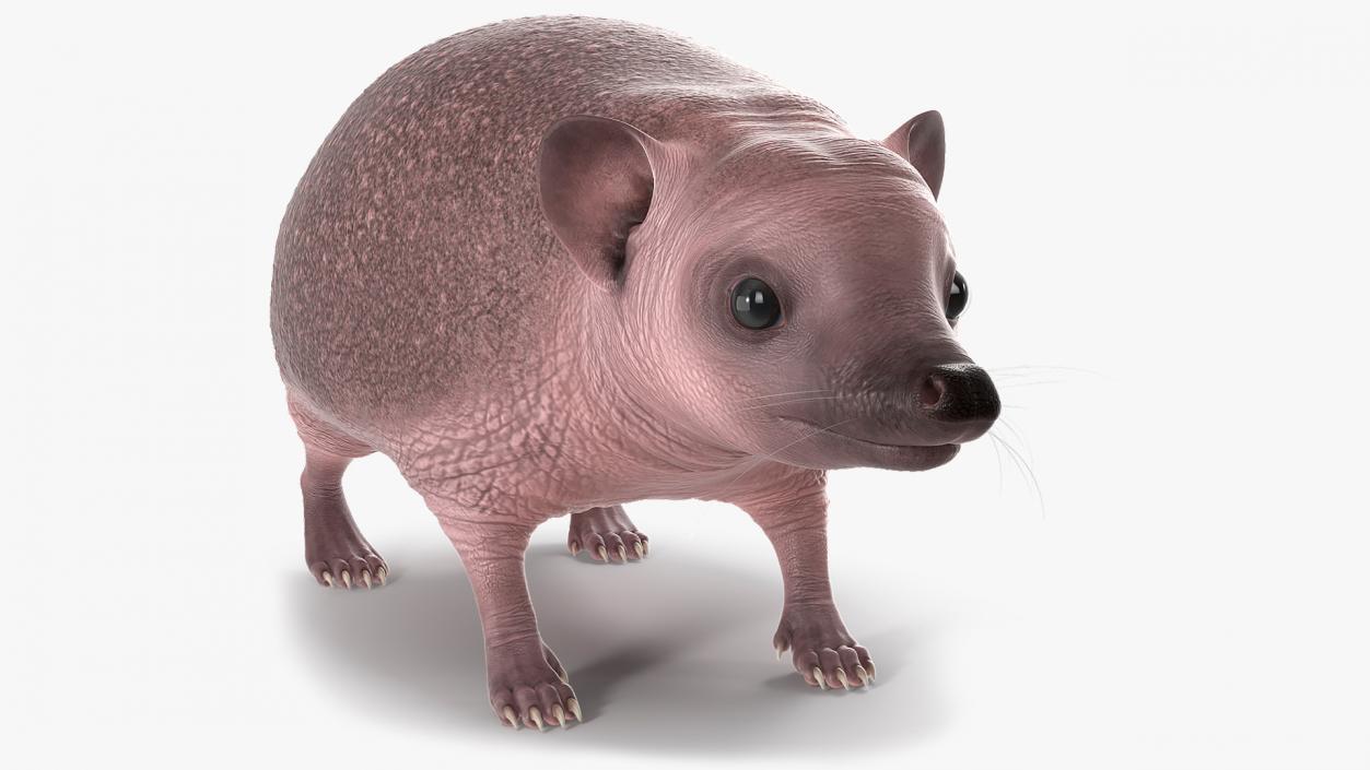 3D Bald Hedgehog model