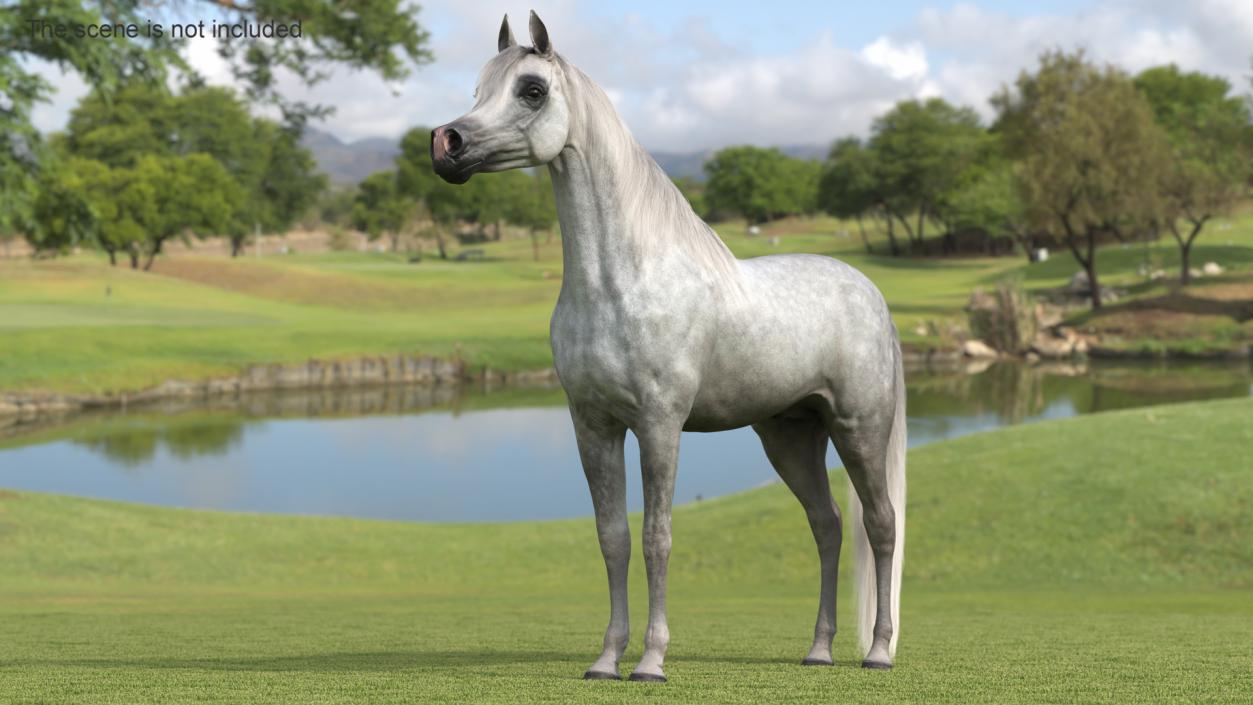 3D model Arabian Horse Gray Dappled Fur