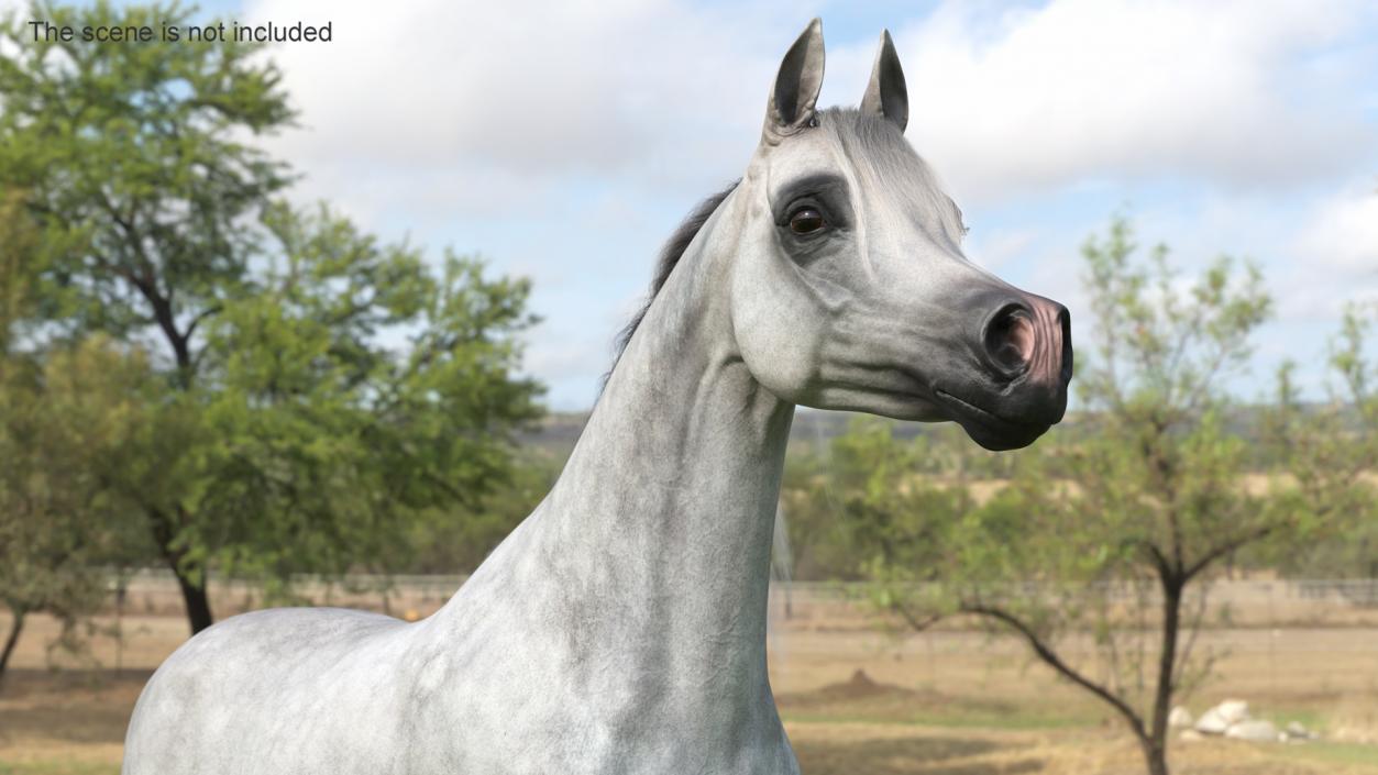 3D model Arabian Horse Gray Dappled Fur