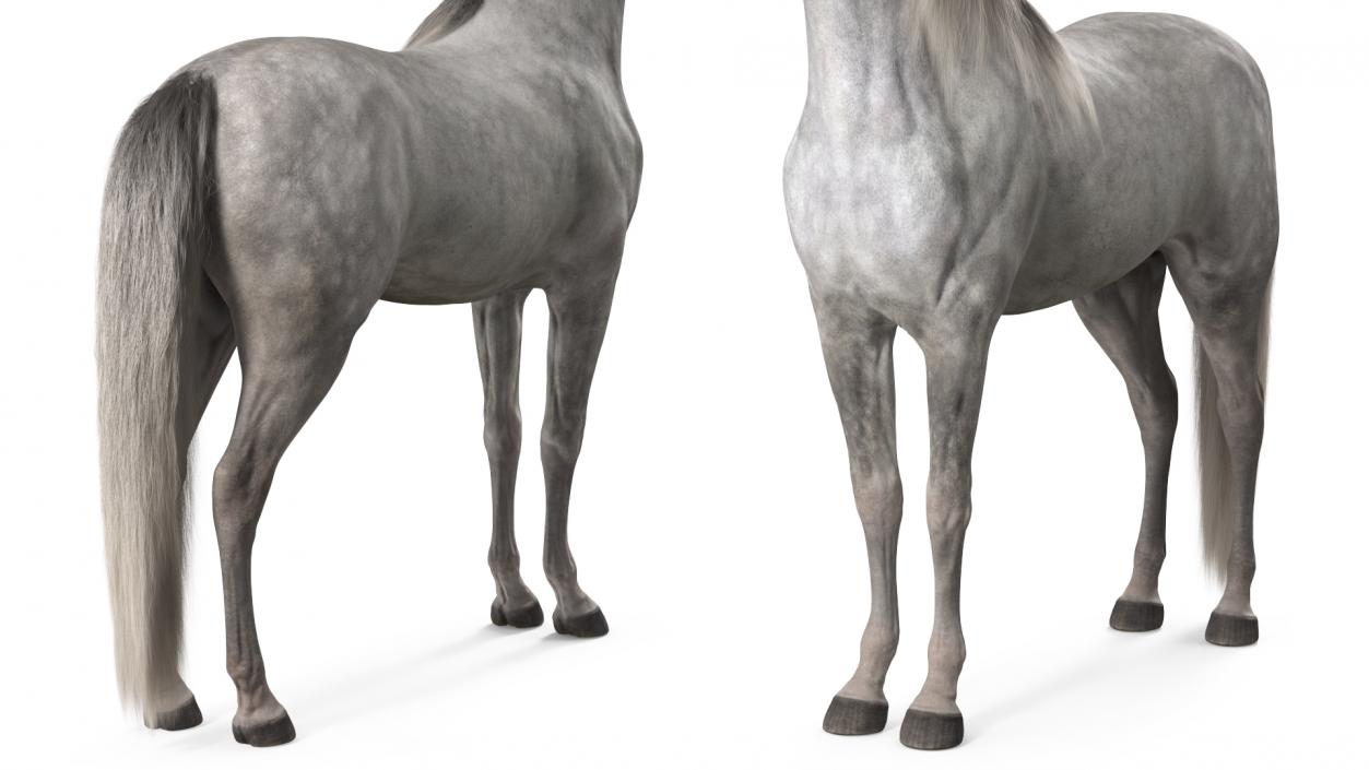 3D model Arabian Horse Gray Dappled Fur