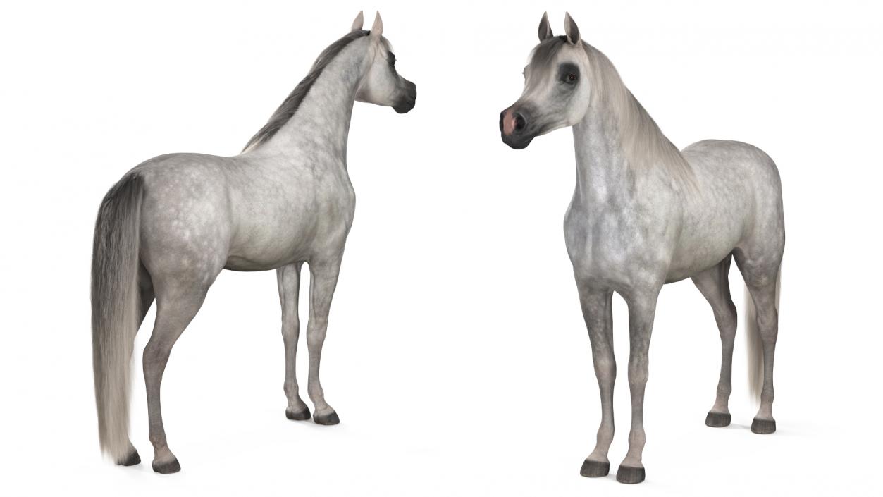 3D model Arabian Horse Gray Dappled Fur