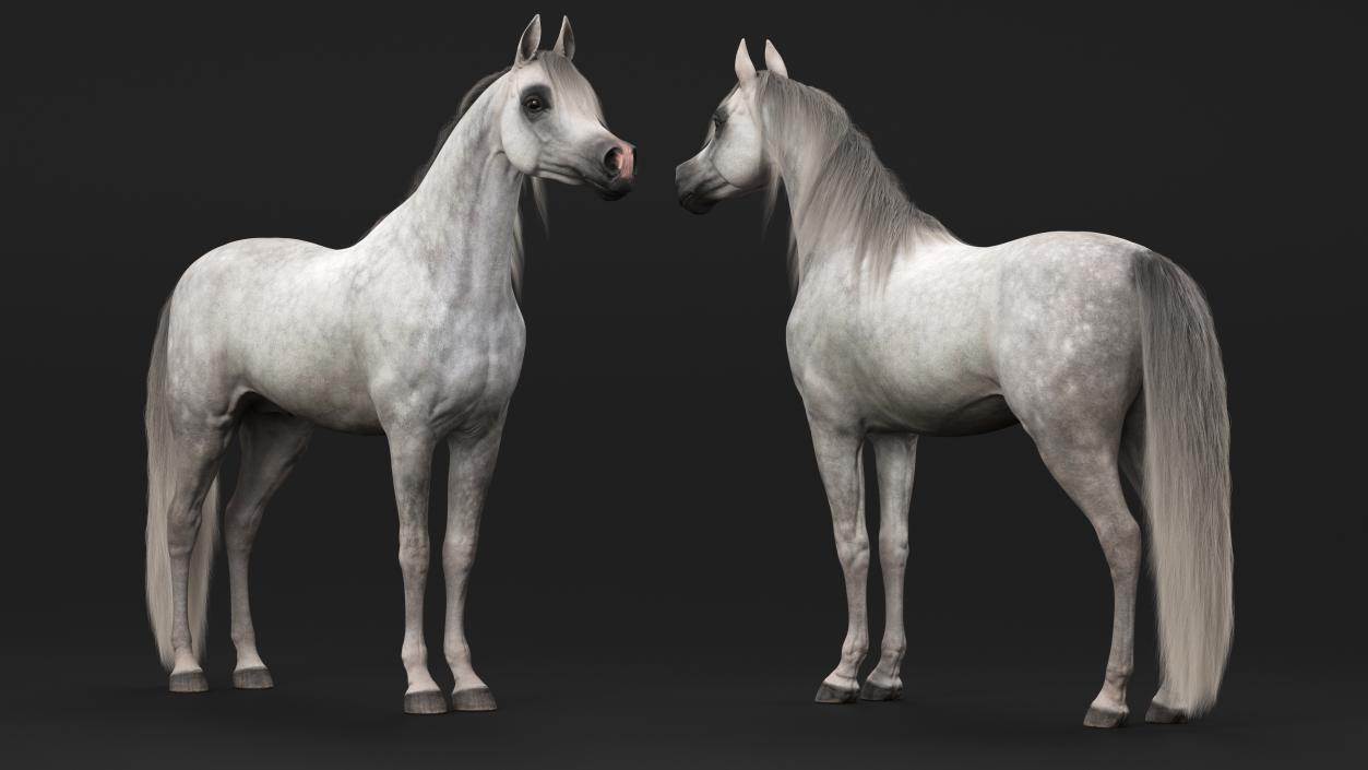 3D model Arabian Horse Gray Dappled Fur