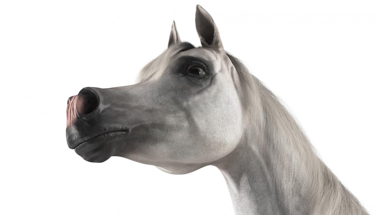 3D model Arabian Horse Gray Dappled Fur