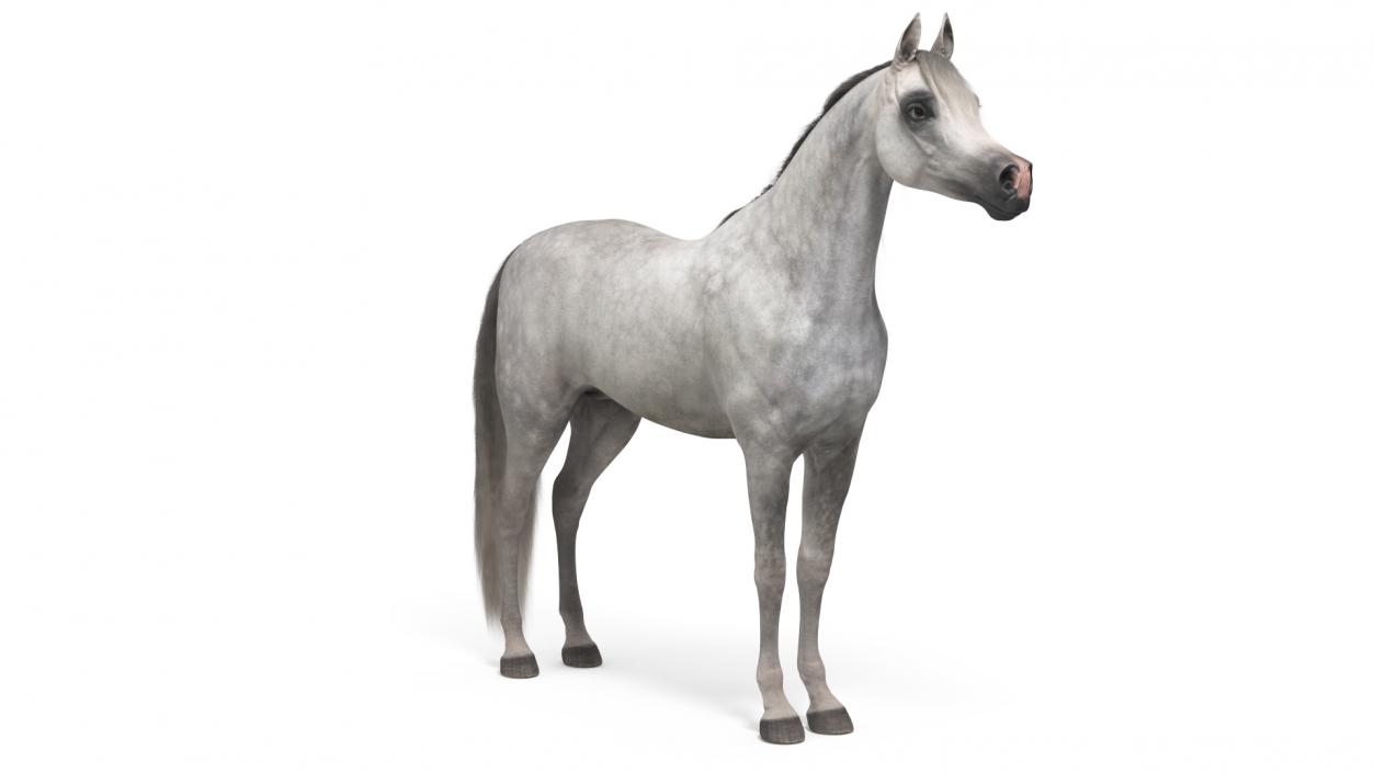 3D model Arabian Horse Gray Dappled Fur