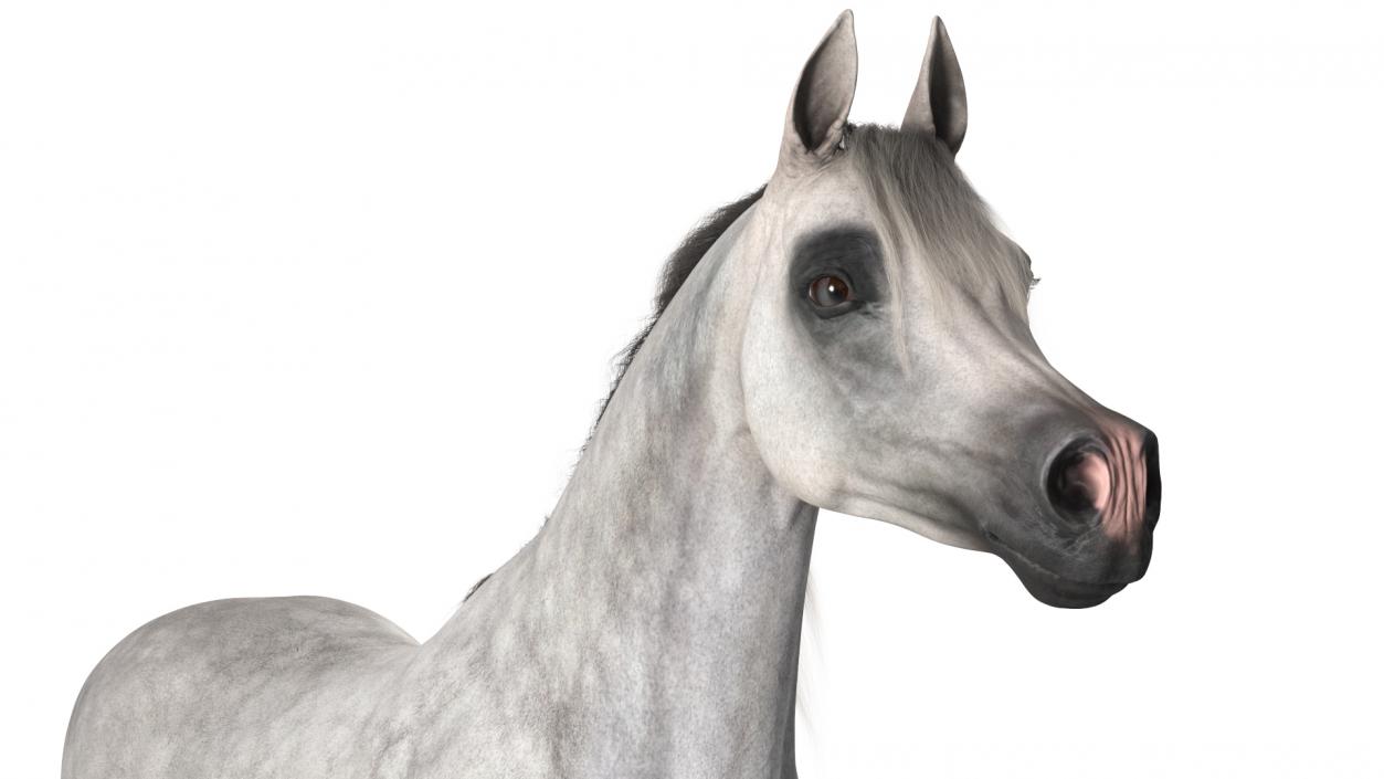 3D model Arabian Horse Gray Dappled Fur