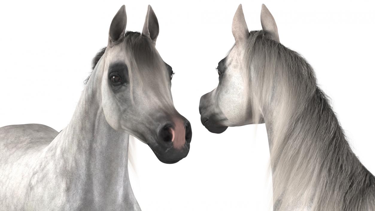 3D model Arabian Horse Gray Dappled Fur