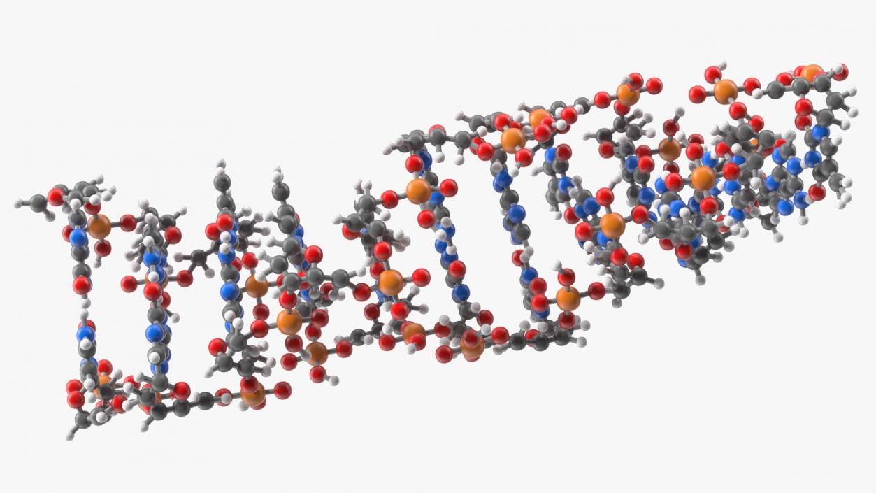 3D Z Form Deoxyribonucleic Acid Structure model