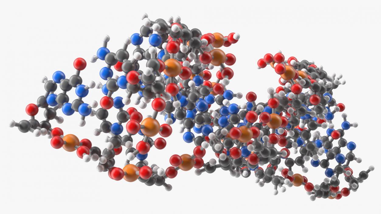 3D Z Form Deoxyribonucleic Acid Structure model