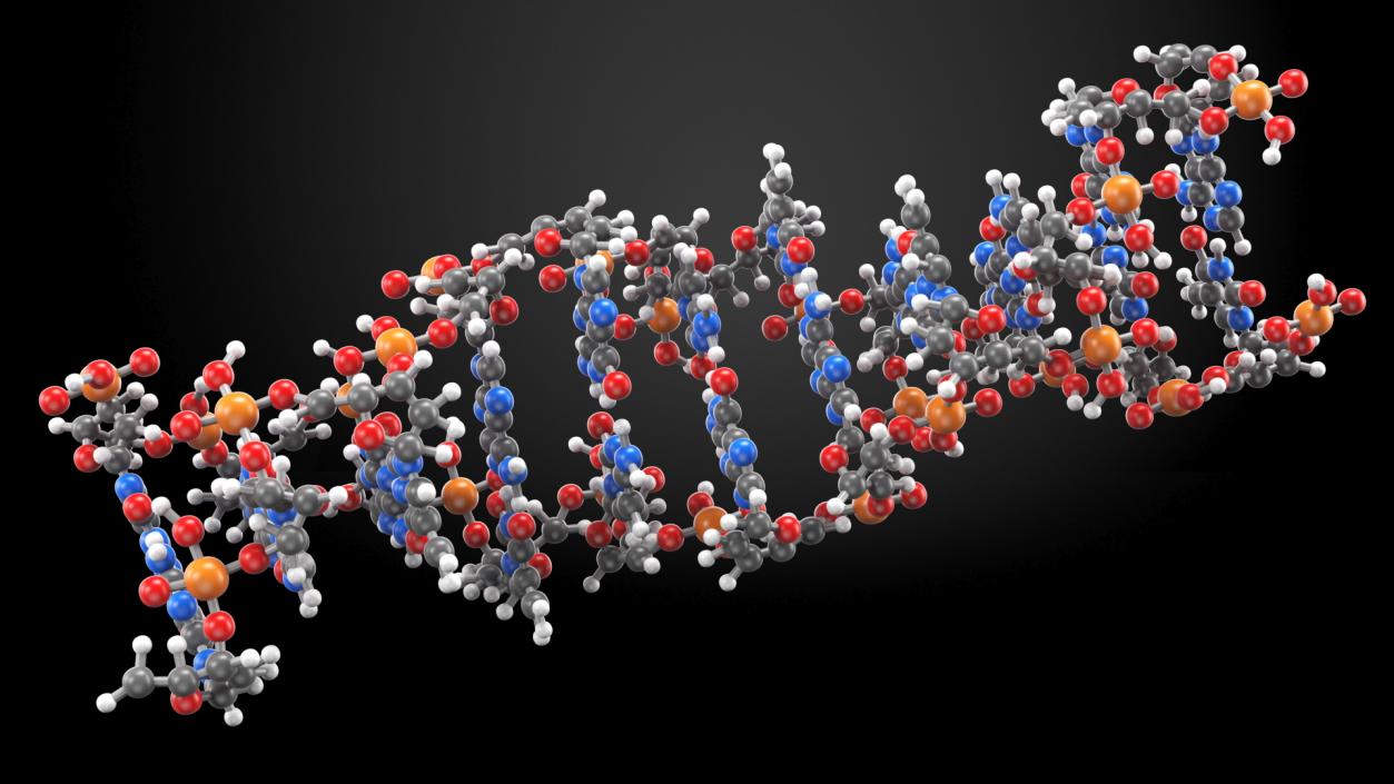 3D Z Form Deoxyribonucleic Acid Structure model