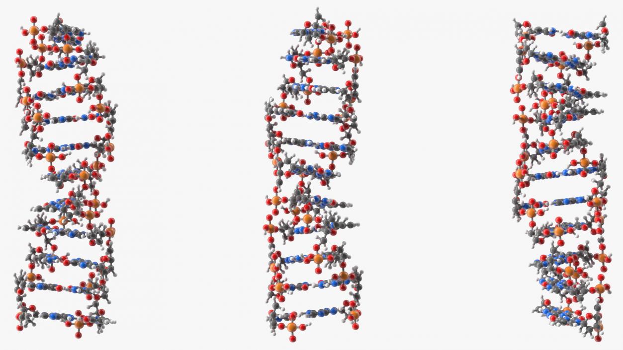 3D Z Form Deoxyribonucleic Acid Structure model