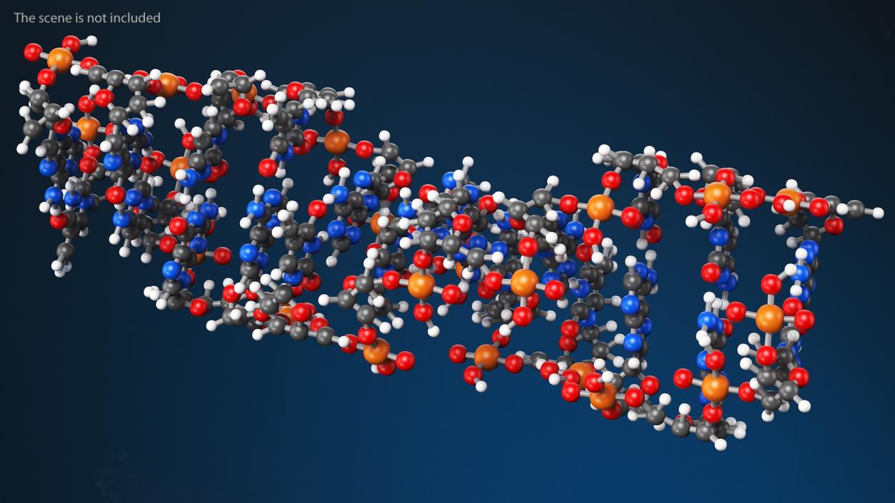 3D Z Form Deoxyribonucleic Acid Structure model