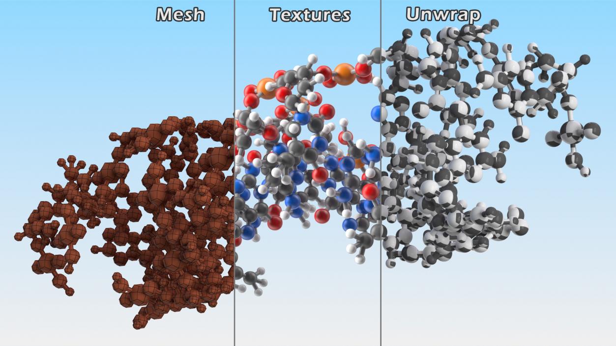 3D Z Form Deoxyribonucleic Acid Structure model