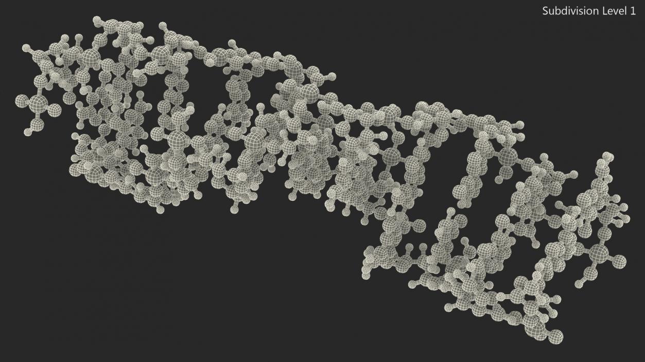 3D Z Form Deoxyribonucleic Acid Structure model