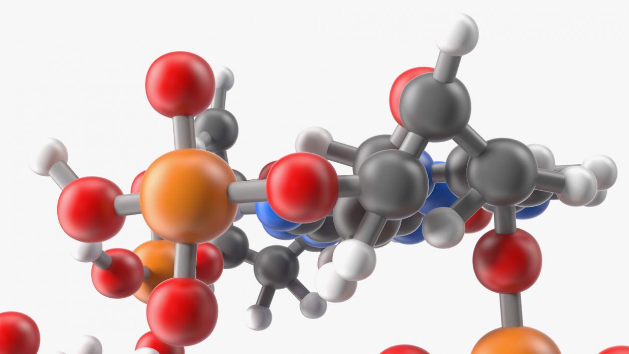 3D Z Form Deoxyribonucleic Acid Structure model