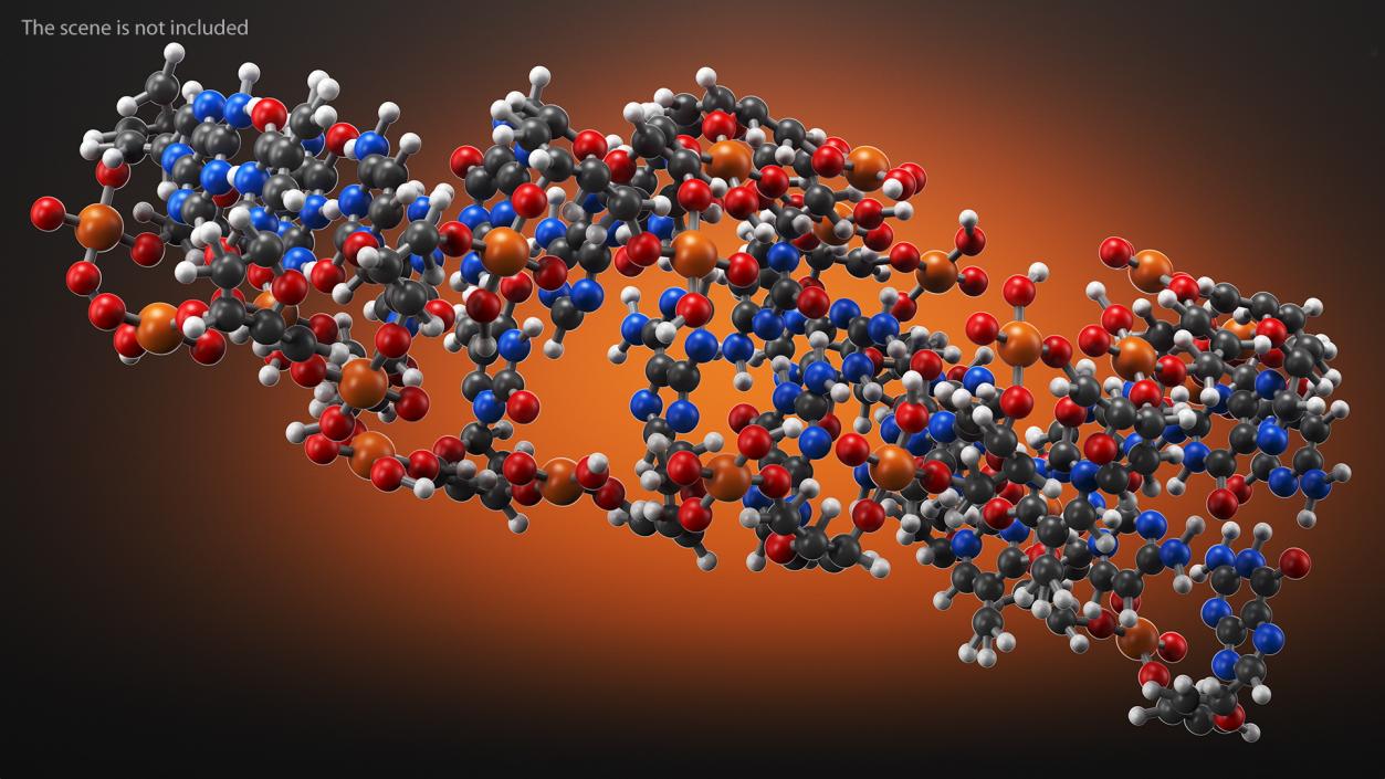 3D Z Form Deoxyribonucleic Acid Structure model